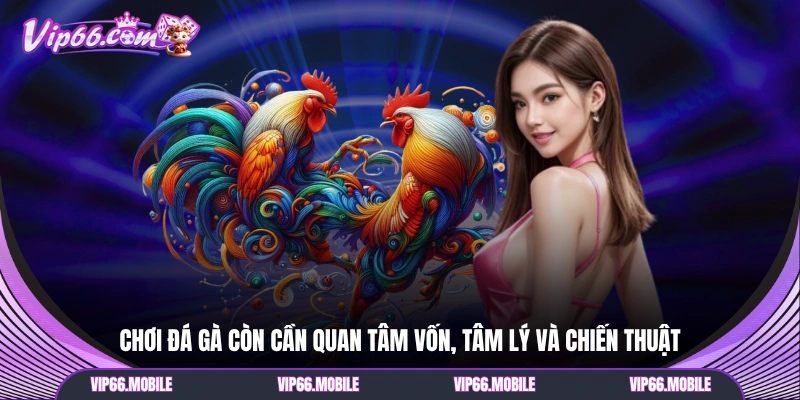 Chơi đá gà còn cần quan tâm vốn, tâm lý và chiến thuật
